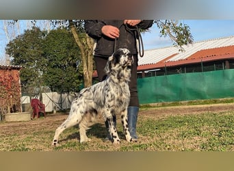 Flik - (Dringend Pflegestelle oder Zuhause gesucht) träumt von mehr!