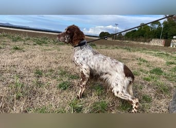 Rosy - Schönheit, die geblieben ist
