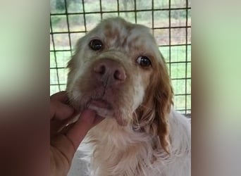 Beto - Eine alte Geschichte, ein neues Kapitel