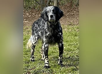 Helvetia - Zuhause dringend gesucht - Angst beginnt im Kopf ? Mut auch!