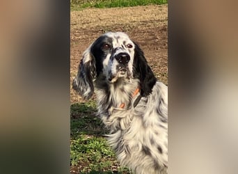 Flik - (Dringend Pflegestelle oder Zuhause gesucht) träumt von mehr!