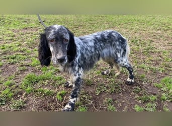 Viola - wo bleibt denn nun der Frühling?