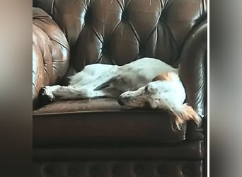 Annette - ein sanftes Huhu!