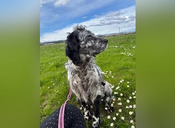 Elettra - Das Leuchten für immer