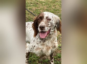 Belladonna - Setter-Schönheit mit ganz viel Herz