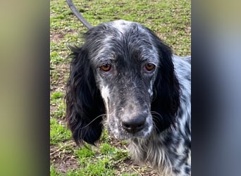 Viola - (Dringend Zuhause oder Pflegestelle gesucht) wo bleibt denn nun der Frühling?