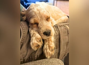 Matti - Das Einohrhäschen und sein Schutzengel