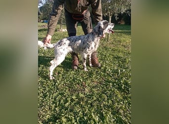 Flik - (Dringend Pflegestelle oder Zuhause gesucht) träumt von mehr!