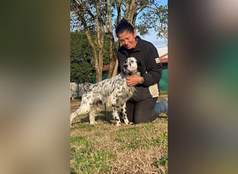 Flik - (Dringend Pflegestelle oder Zuhause gesucht) träumt von mehr!