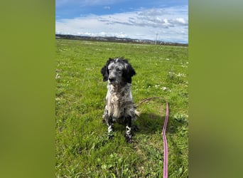 Elettra - Das Leuchten für immer