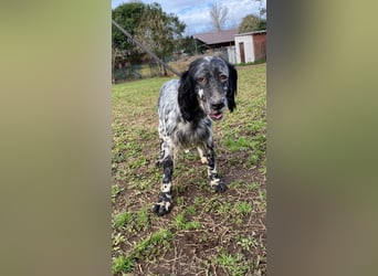 Viola - wo bleibt denn nun der Frühling?