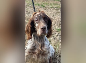 Rosy - Schönheit, die geblieben ist