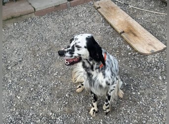 Flik - „A star is born!“