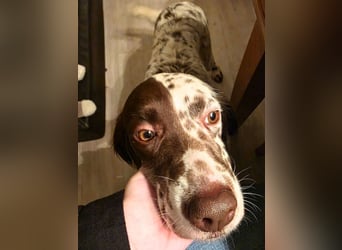 Belladonna - Italienische Prinzessin sucht ihr großes Glück