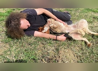 Fiamma - Eine kleine Seele auf großer Reise