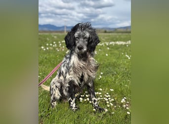 Elettra - Das Leuchten für immer