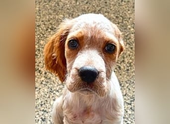 Matti - Das Einohrhäschen und sein Schutzengel