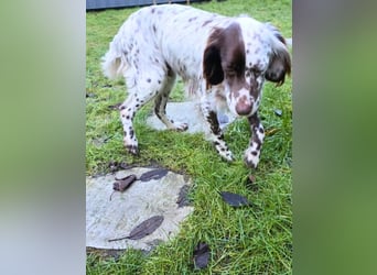 Belladonna - Italienische Prinzessin sucht ihr großes Glück