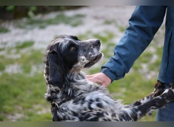 Kira - Darf ich jetzt einfach Hund sein?
