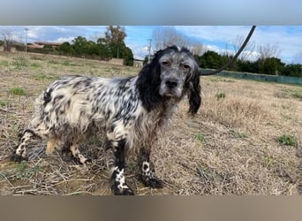 Elettra - Das Leuchten für immer