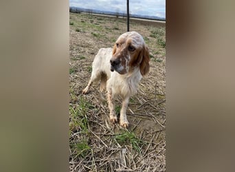 Zak - mitten ins Herz