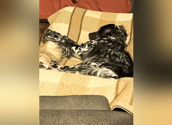 Helvetia - Zuhause dringend gesucht - Angst beginnt im Kopf ? Mut auch!