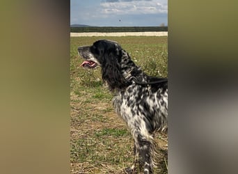 Kira - Darf ich jetzt einfach Hund sein?