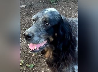 Gloria - Herzenshund sucht Sofa und Streichel-Abo