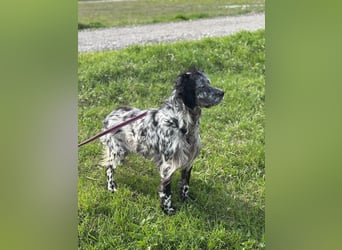 Elettra - Das Leuchten für immer