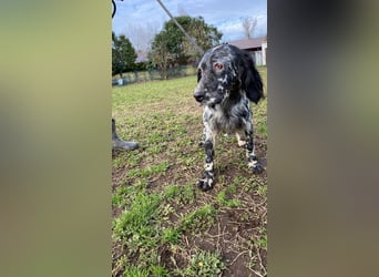 Viola - (Dringend Zuhause oder Pflegestelle gesucht) wo bleibt denn nun der Frühling?