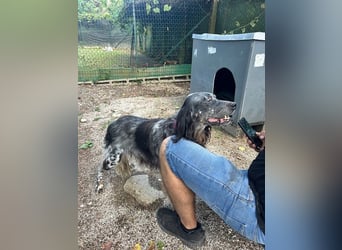 Gloria - Herzenshund sucht Sofa und Streichel-Abo