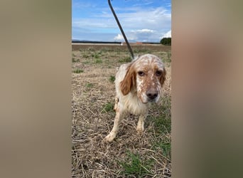 Zak - mitten ins Herz