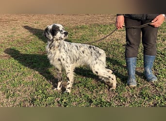 Flik - (Dringend Pflegestelle oder Zuhause gesucht) träumt von mehr!