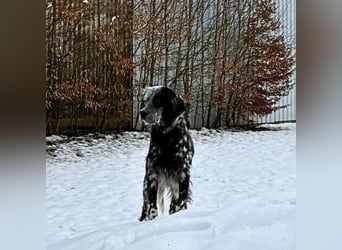 Helvetia - Zuhause dringend gesucht - Angst beginnt im Kopf ? Mut auch!