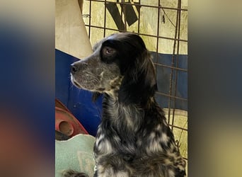 Helvetia - Zuhause dringend gesucht - Angst beginnt im Kopf ? Mut auch!