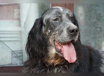 Gloria - Herzenshund sucht Sofa und Streichel-Abo