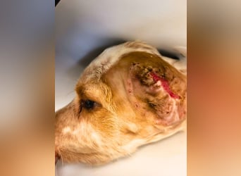 Matti - Das Einohrhäschen und sein Schutzengel