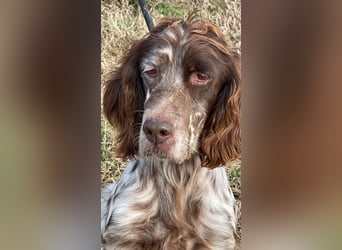 Rosy - Schönheit, die geblieben ist