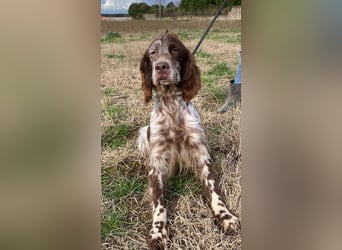 Rosy - Schönheit, die geblieben ist
