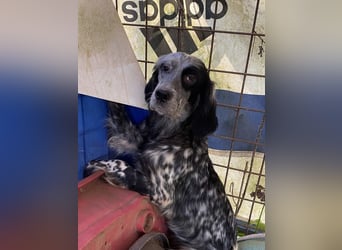 Helvetia - Zuhause dringend gesucht - Angst beginnt im Kopf ? Mut auch!