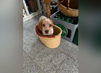 Matti - Das Einohrhäschen und sein Schutzengel