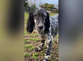 Viola - wo bleibt denn nun der Frühling?