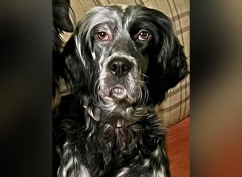 Helvetia - Zuhause dringend gesucht - Angst beginnt im Kopf ? Mut auch!