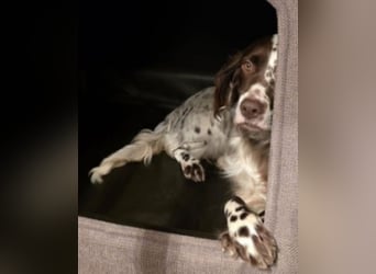 Belladonna - Italienische Prinzessin sucht ihr großes Glück