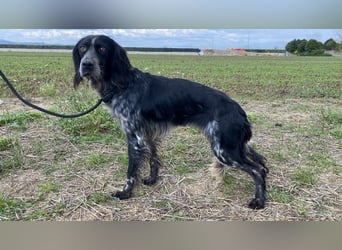 Coca - Zwischen gestern und morgen