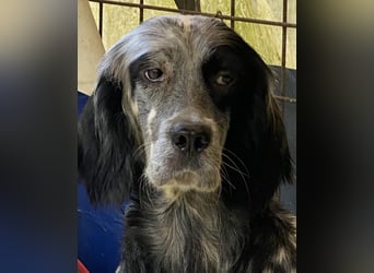 Helvetia - Zuhause dringend gesucht - Angst beginnt im Kopf ? Mut auch!