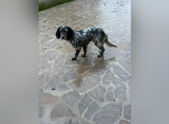 Viola - (Dringend Zuhause oder Pflegestelle gesucht) wo bleibt denn nun der Frühling?