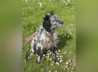 Elettra - Das Leuchten für immer