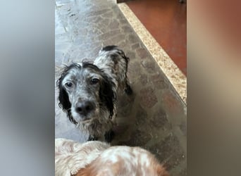 Elettra - Das Leuchten für immer