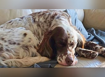 Belladonna - Italienische Prinzessin sucht ihr großes Glück